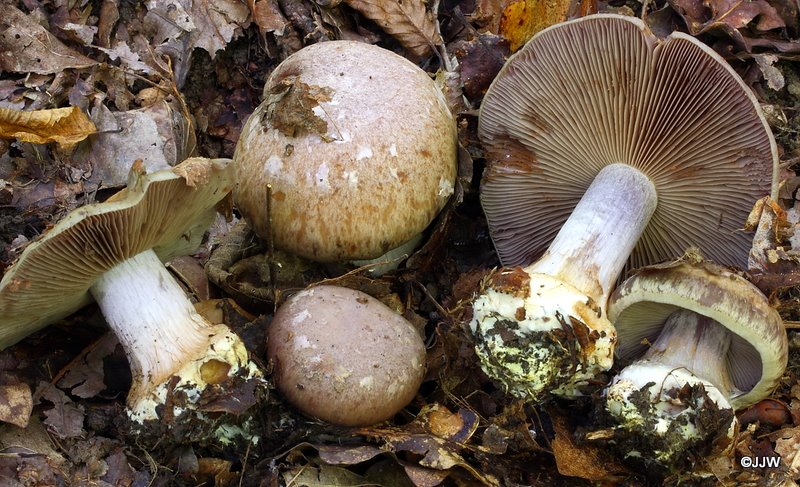 Cortinarius montanus